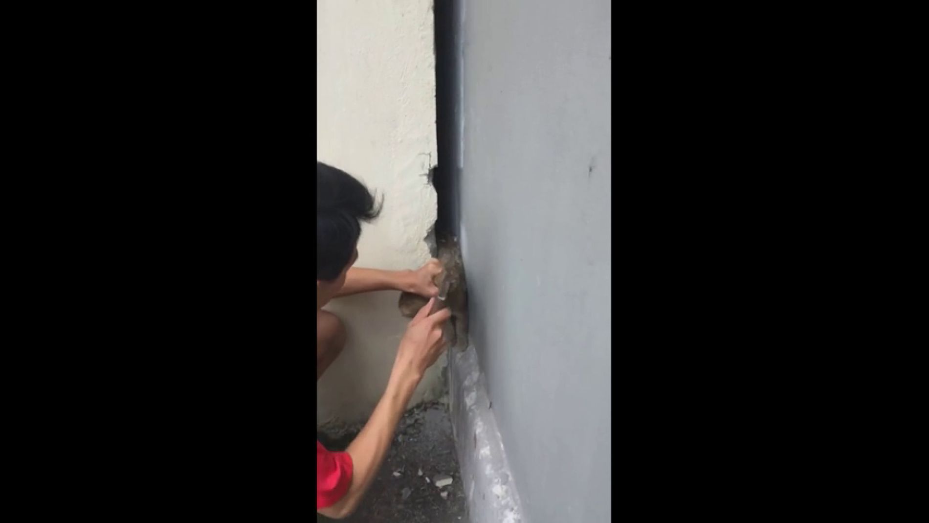 V&Iacute;DEO: Rompe una pared para rescatar a un gato que se hab&iacute;a quedado atrapado dentro