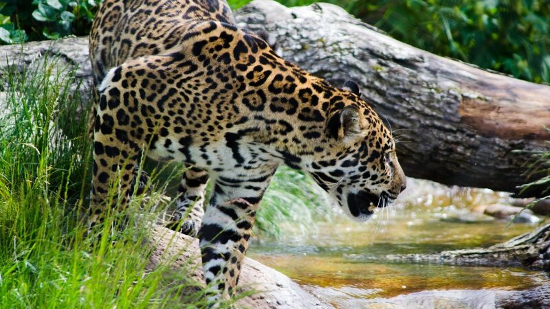 Un jaguar captura y devora a un caimán en Brasil