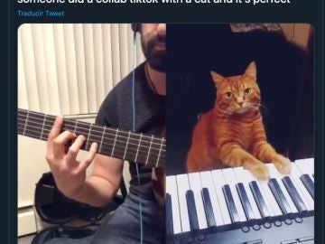 Barney, un gato que sabe tocar el piano