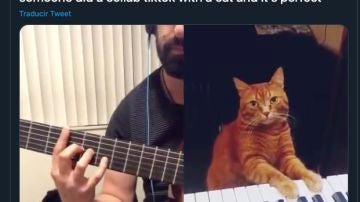 Barney, un gato que sabe tocar el piano