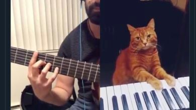 El dúo en TikTok de este gato tocando el piano es lo mejor que vas a ver hoy