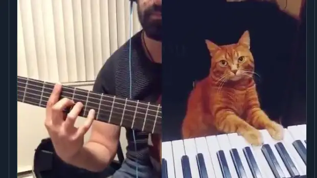 Barney, un gato que sabe tocar el piano