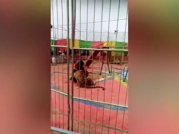 El terrorífico momento en que un tigre ataca a su entrenador en un circo de China