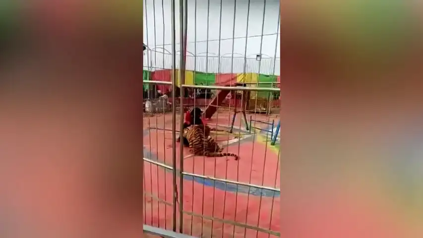 El terrorífico momento en que un tigre ataca a su entrenador en un circo de China