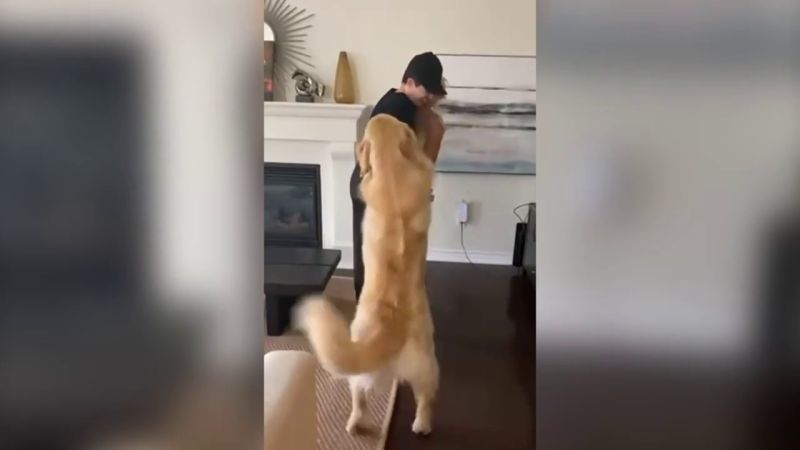 Este golden retriever es el perro más celoso del mundo y estas imágenes lo demuestran
