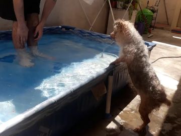 El tierno momento en el que un perro ciego vuelve a nadar 