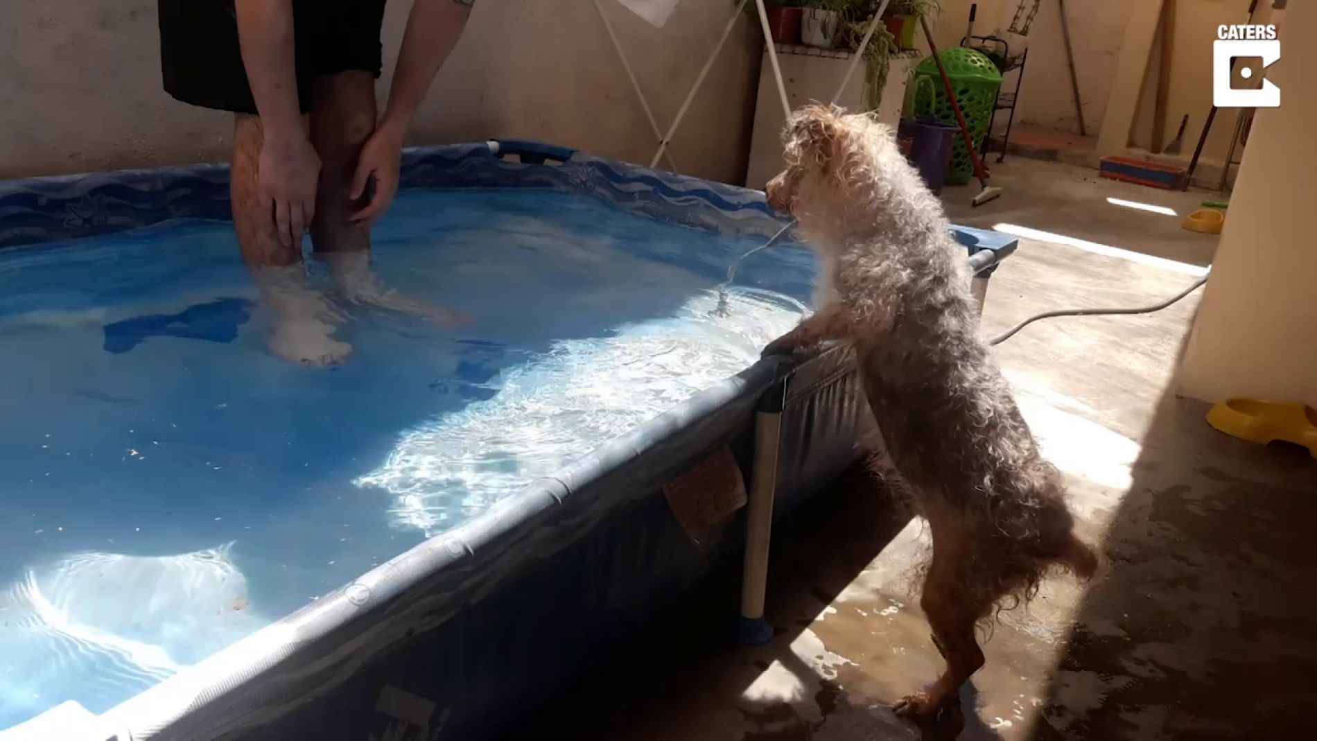El tierno momento en el que un perro ciego vuelve a nadar 