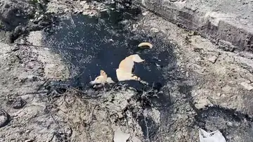Rescatan a un perro abandonado que se quedó atrapado en un asfalto de goma caliente