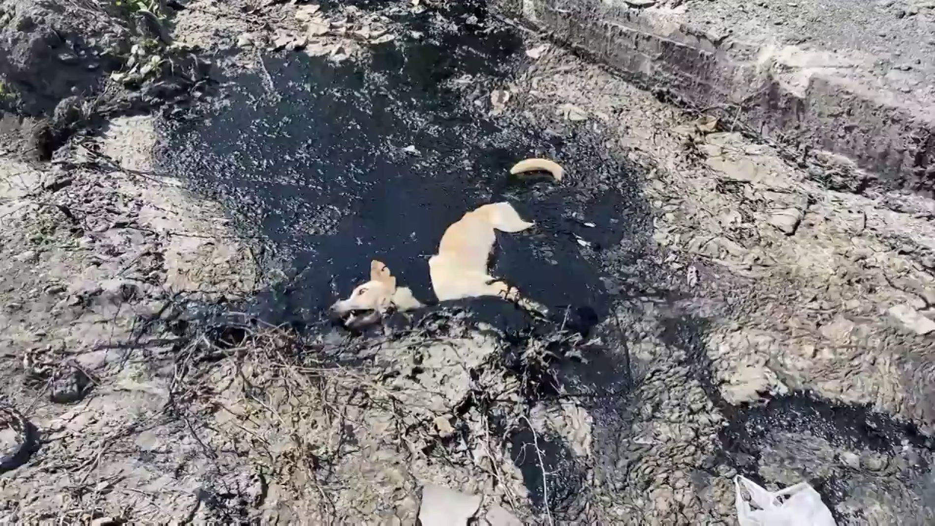 Rescatan a un perro abandonado que se qued&oacute; atrapado en un asfalto de goma caliente