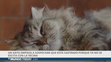 Un gato empieza a sospechar que está castrado porque ya no se excita con la vecina de al lado