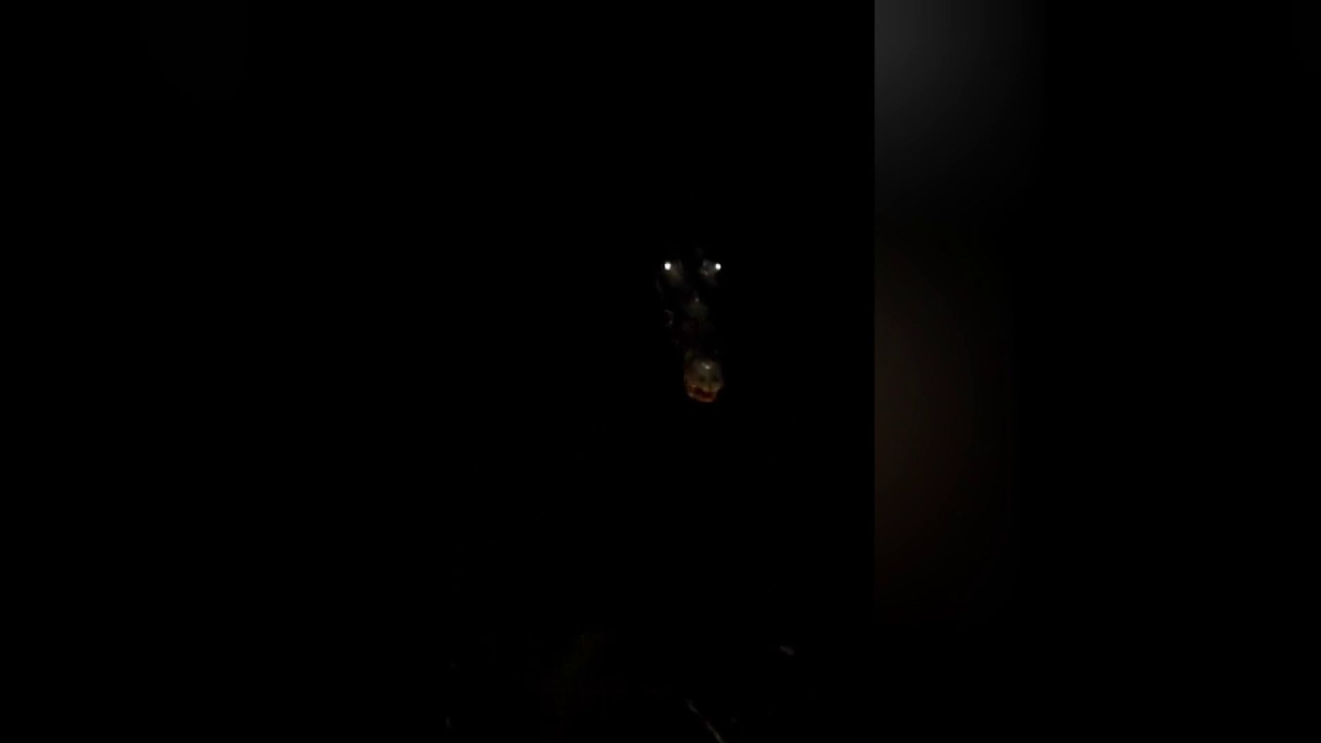 Un aterrador video muestra la mand&iacute;bula y ojos de un cocodrilo brillando cuando se acerca a un hombre en la oscuridad