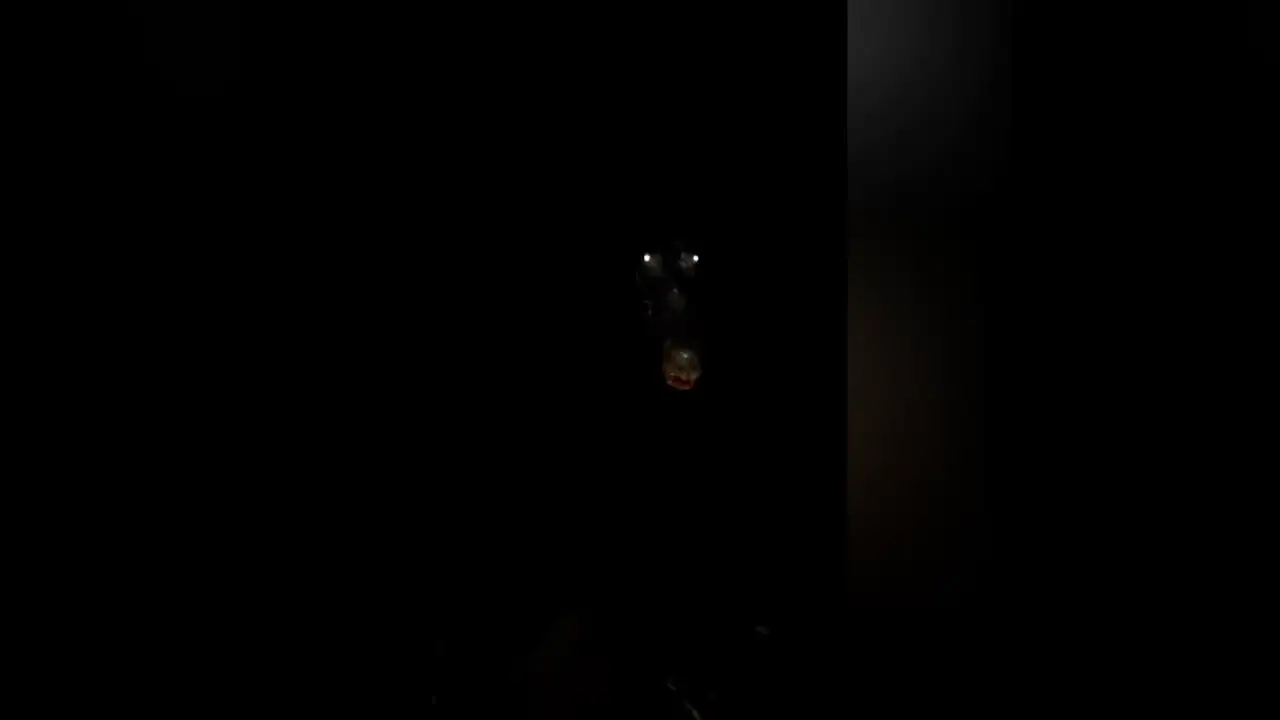 Un aterrador video muestra la mandíbula y ojos de un cocodrilo brillando cuando se acerca a un hombre en la oscuridad