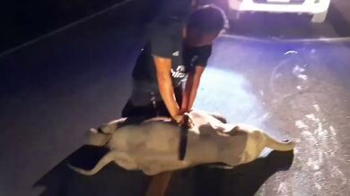 VÍDEO: Un bebé elefante se marcha caminando después de recibir reanimación tras ser atropellado 
