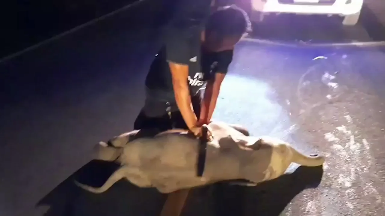 Un bebé elefante se marcha caminando después de recibir reanimación tras ser atropellado 