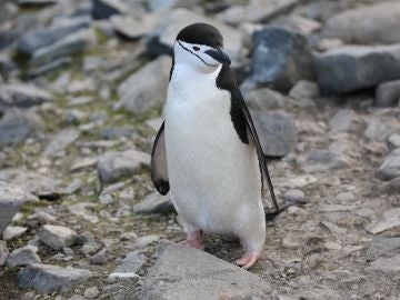 Apadrina un pingüino
