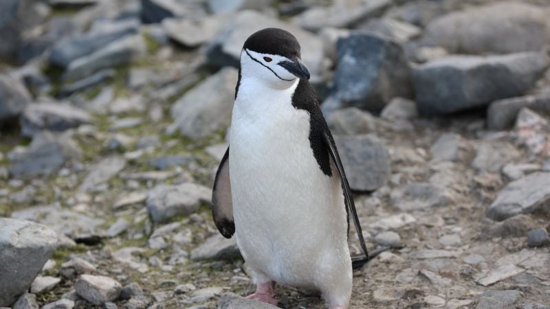 ¿Sabías que puedes apadrinar gratis un pingüino de la Antártida? 