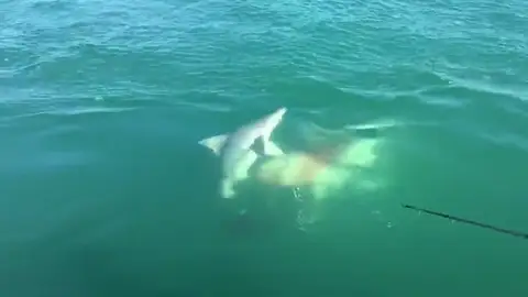 VÍDEO: Un tiburón emerge de las profundidades para devorar a otro tiburón VÍDEO: Un tiburón emerge de las profundidades para devorar a otro tiburón