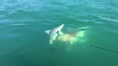VÍDEO: Un tiburón emerge de las profundidades para devorar a otro tiburón