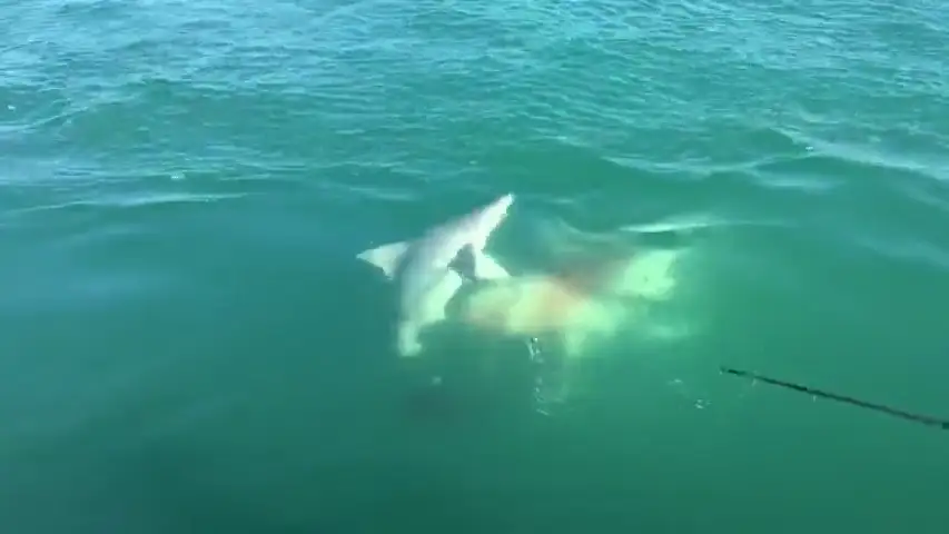 VÍDEO: Un tiburón emerge de las profundidades para devorar a otro tiburón