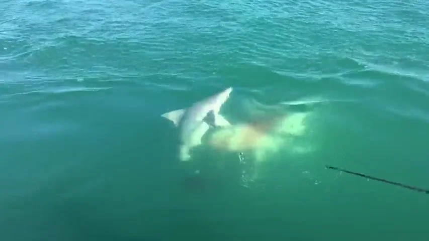 VÍDEO: Un tiburón emerge de las profundidades para devorar a otro tiburón