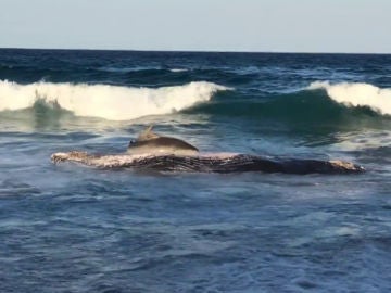 Graban el brutal momento en que un tiburón devora a una ballena varada en una playa