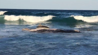 Graban el brutal momento en que un tiburón devora a una ballena varada en una playa