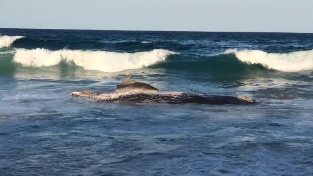 Graban el brutal momento en que un tiburón devora a una ballena varada en una playa Graban el brutal momento en que un tiburón devora a una ballena varada en una playa