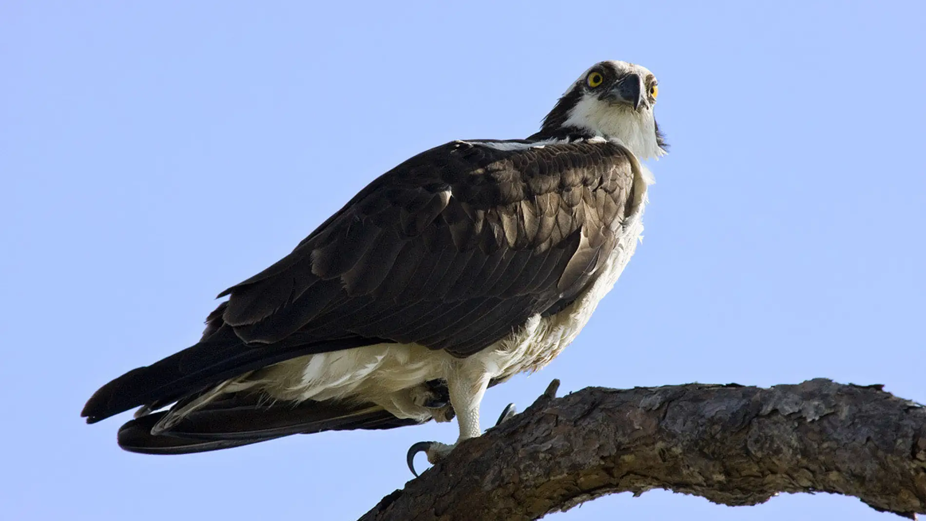 Águila