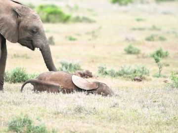 Un elefante hace cosquillas a su hermano pequeño con la trompa