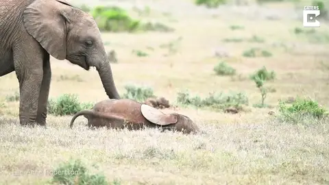 Un elefante hace cosquillas a su hermano pequeño con la trompa Un elefante hace cosquillas a su hermano pequeño con la trompa