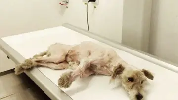 Benji, perro rescatado en Rumania