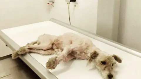 Benji, perro rescatado en Rumania Benji, perro rescatado en Rumania