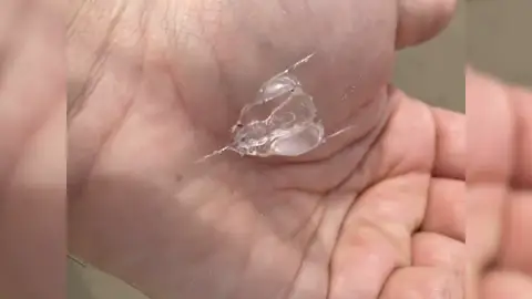 Encuentran una extraña criatura "de plástico" en una playa y nadie sabe que es Encuentran una extraña criatura "de plástico" en una playa y nadie sabe que es