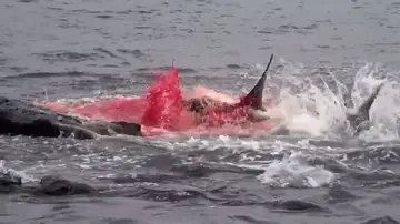 El brutal ataque de un tiburón contra un león marino grabado en las Islas Galápagos