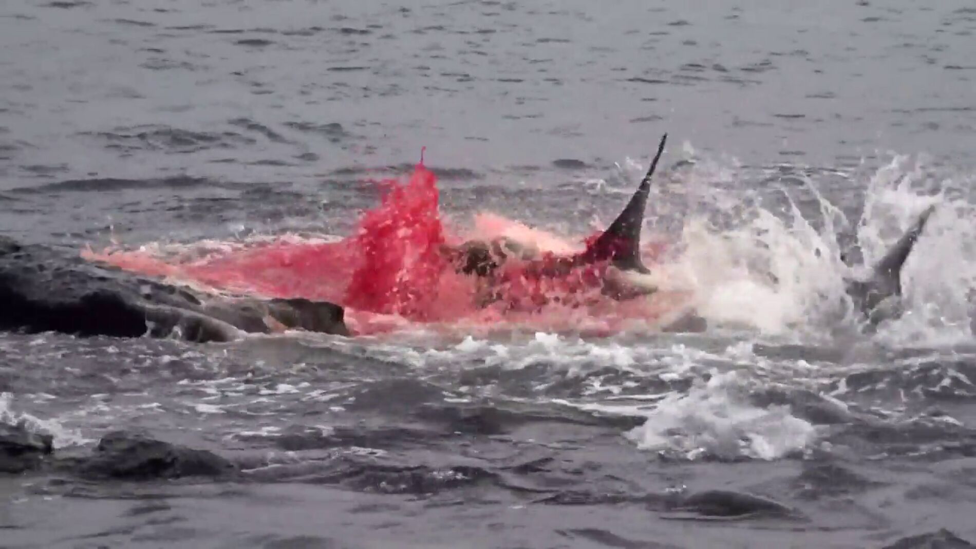 El brutal ataque de un tibur&oacute;n contra un le&oacute;n marino grabado en las Islas Gal&aacute;pagos