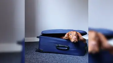 VÍDEO: Un perro inteligente abre una maleta y se mete dentro