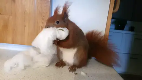 VÍDEO: Rescato a una ardilla y siete años después siguen siendo mejores amigos VÍDEO: Rescato a una ardilla y siete años después siguen siendo mejores amigos