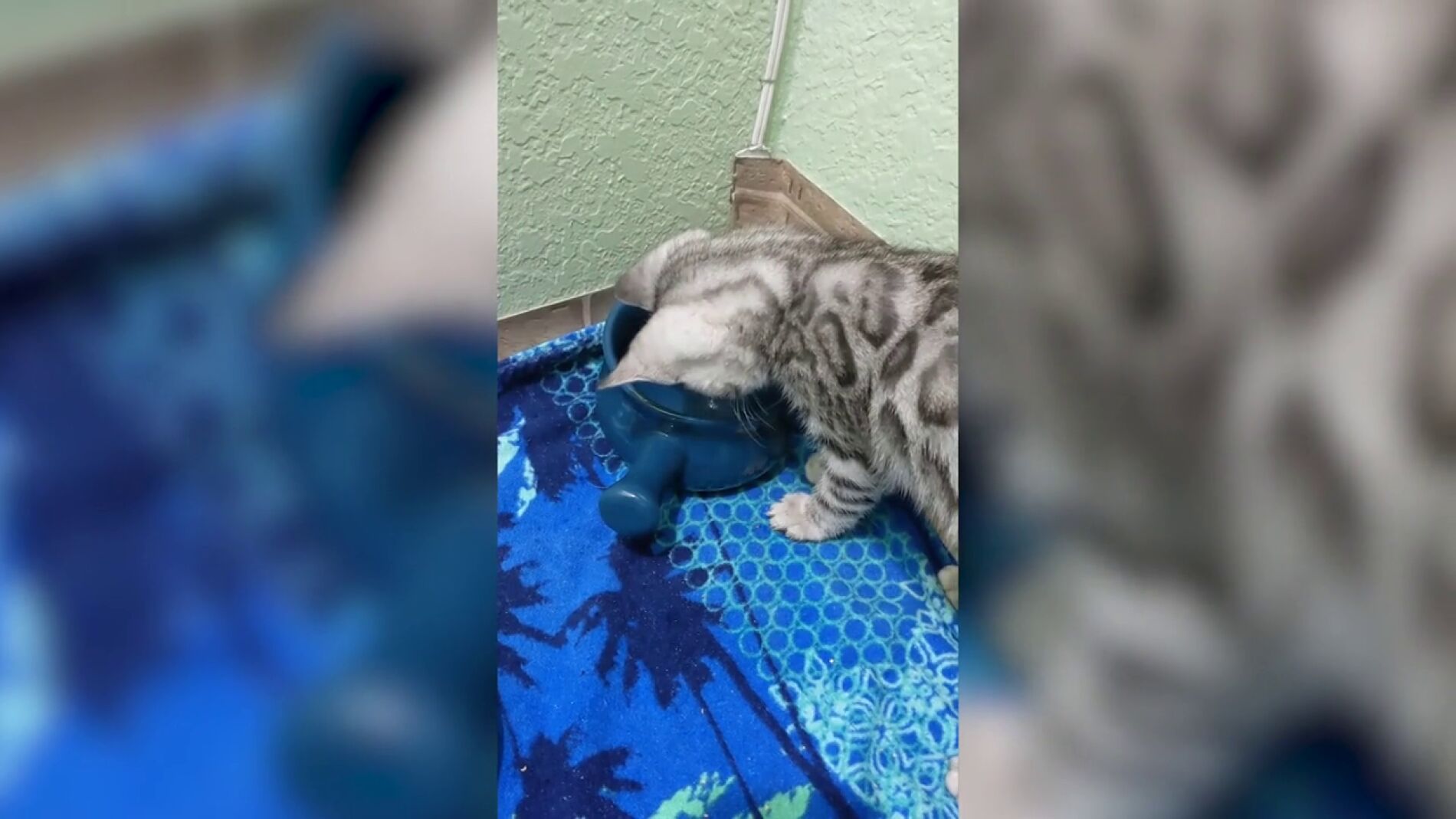 V&Iacute;DEO: Un gato cabreado grit&aacute;ndole a un cuenco con agua se vuelve viral