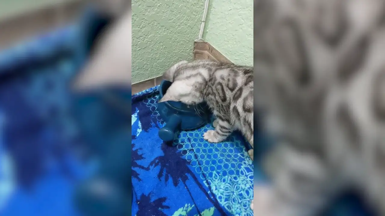 VÍDEO: Un gato cabreado gritándole a un cuenco con agua se vuelve viral