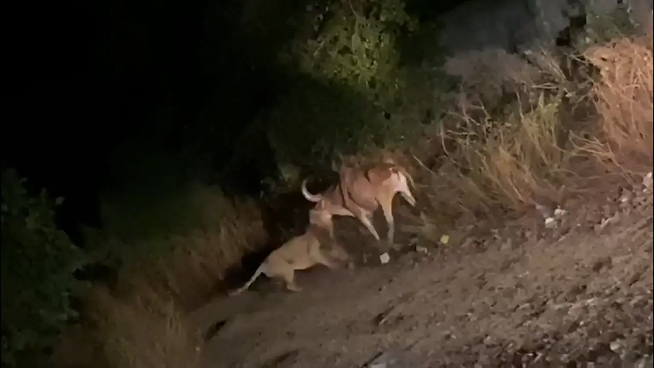 VÍDEO: Graban a una leona asiática peleando a muerte con un toro