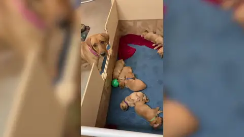 VÍDEO: A esta perra le molesta que sus cachorros no jueguen con ella VÍDEO: A esta perra le molesta que sus cachorros no jueguen con ella