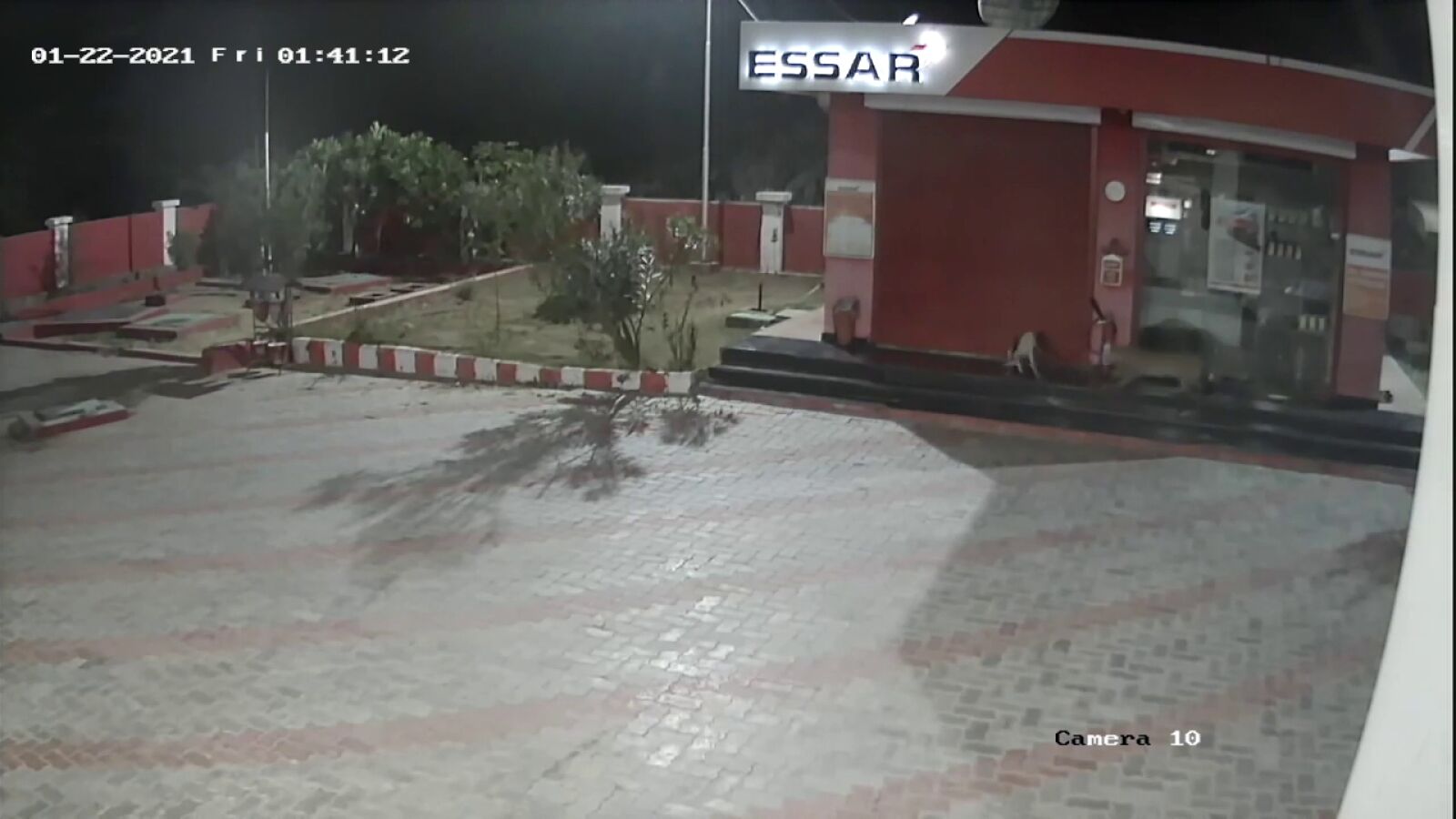 Una cámara de seguridad graba el momento extraordinario en el que un perro lucha contra un leopardo salvaje
