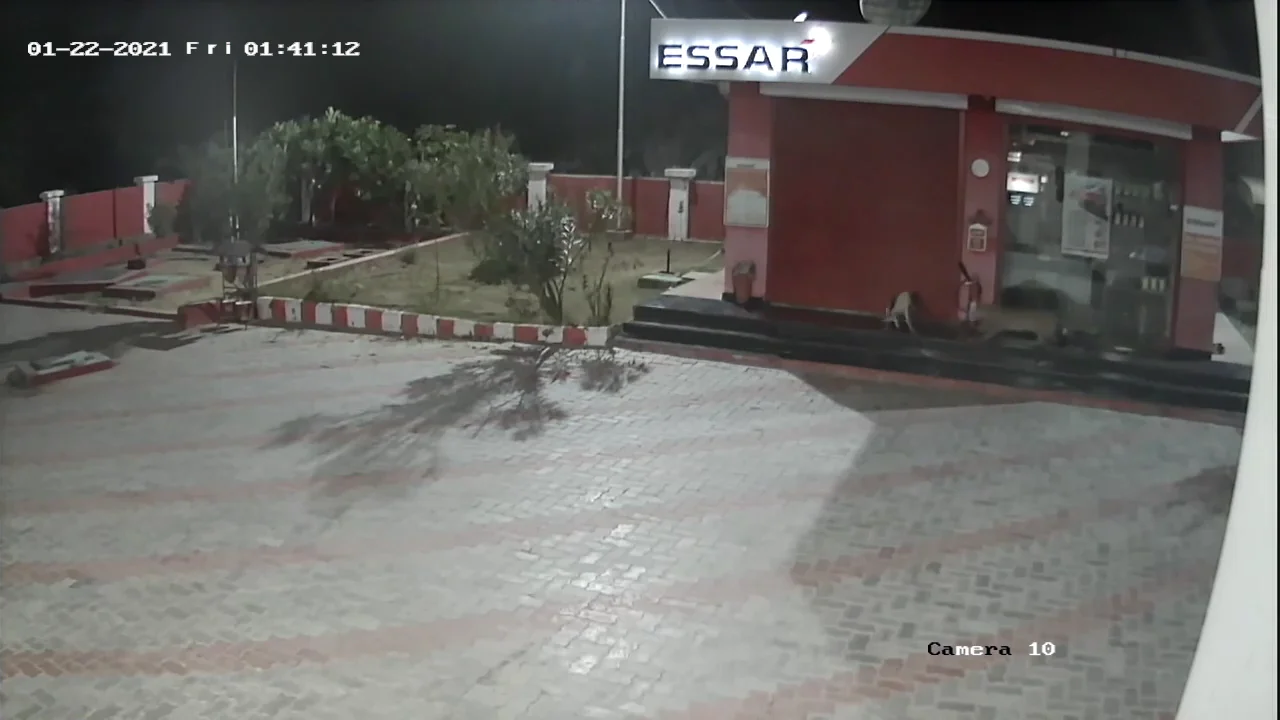Una cámara de seguridad grabá el momento extraordinario en el que un perro lucha contra un leopardo salvaje Una cámara de seguridad grabá el momento extraordinario en el que un perro lucha contra un leopardo salvaje