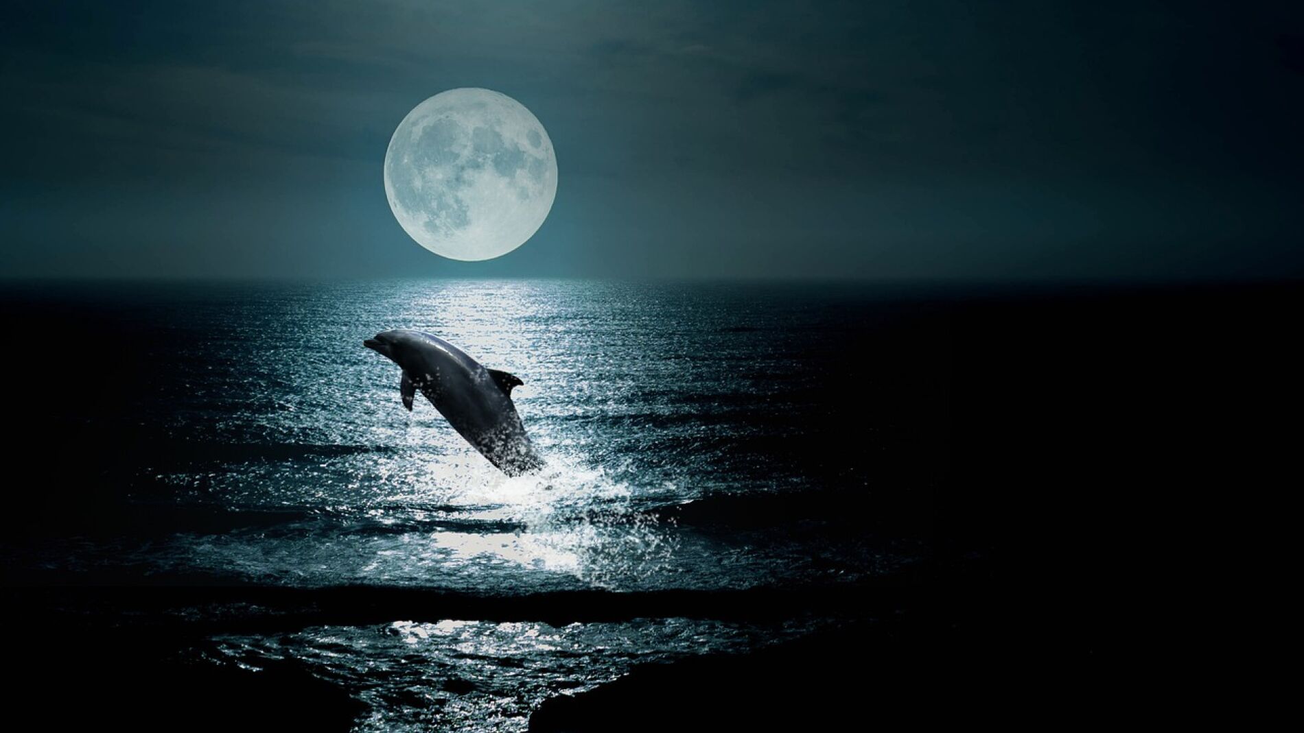 Delf&iacute;n saltando