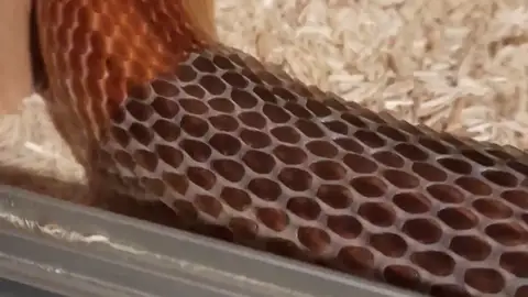VÍDEO: Esta serpiente mudando su piel es escalofriantemente satisfactoria VÍDEO: Esta serpiente mudando su piel es escalofriantemente satisfactoria