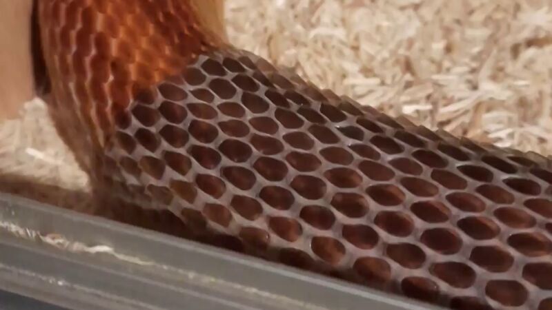 El escalofriantemente satisfactorio vídeo de una serpiente mudando su piel