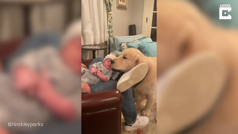 VÍDEO: Un perro adora al bebé de sus dueños y no se separa de él