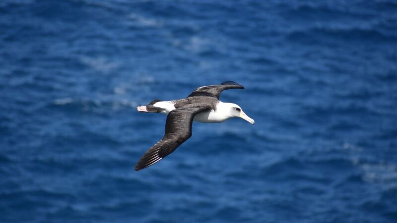 El accidentado aterrizaje de un albatros que lo ha convertido en viral