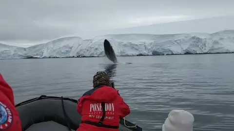 VÍDEO: Una ballena gigante salta fuera del agua junto a una lancha VÍDEO: Una ballena gigante salta fuera del agua junto a una lancha