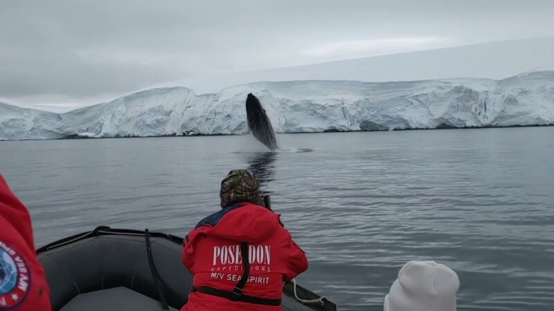 VÍDEO: Una ballena gigante salta fuera del agua junto a una lancha